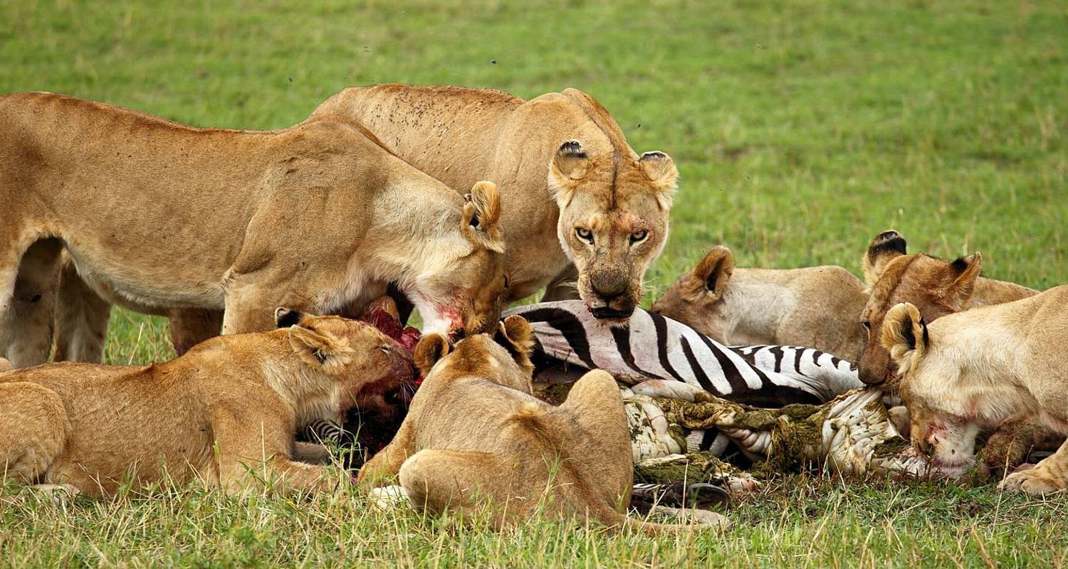 5 Days Tanzania Safari Adventure